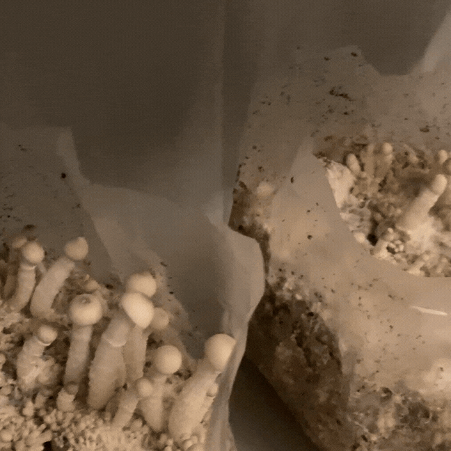 cultivo-de-cogumelos-elemental-fungi (2).gif