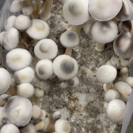 cultivo-de-cogumelos-elemental-fungi (3).gif