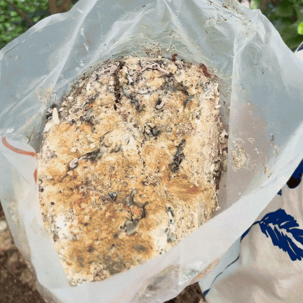 cultivo-de-cogumelos-elemental-fungi (3).gif