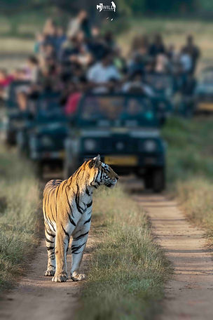 Tourist and Tiger