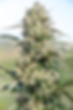 _JB17664SkunkBearies_WEB.png