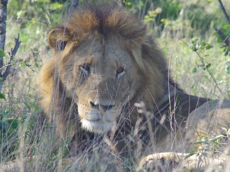 Lion