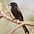 Fork-tailed_Drongo_(Dicrurus_adsimilis)_2.jpeg