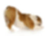 GettyImages-Dogwithrearinair-e71f2661538c448b92147451007d63a6.jpeg