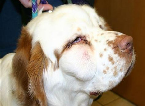dental abscess.jpeg