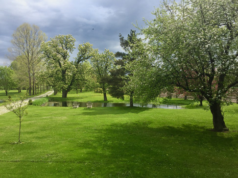 front yard to pond w blossoms.jpeg
