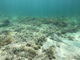 יום אוקיינוסים שמח 🌊