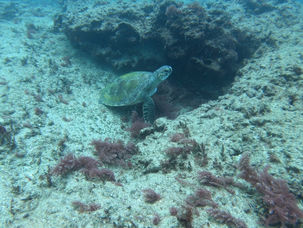 הצבה הירוקה דיאנה וצבה חומה