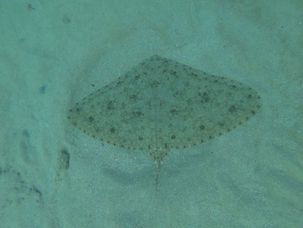 אגפית משוישת 🦋 פרפר הים