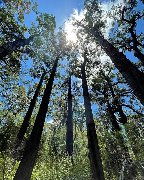 Valley of the giants.png