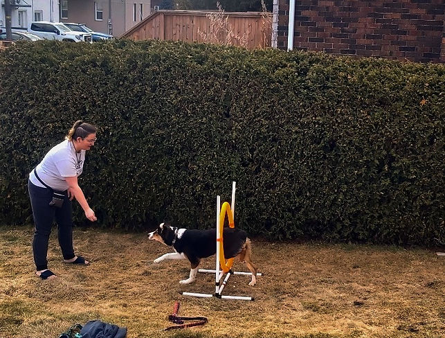 Fun Agility Beginner