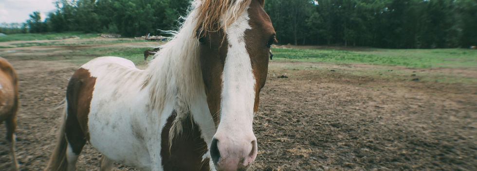 Picture of paint horse