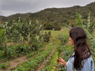 AGROFLORESTA MEDICINAL EM FLORIANÓPOLIS