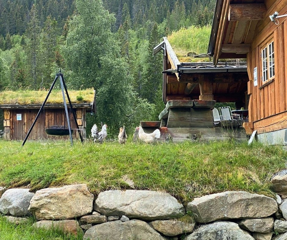 To hytter med torvtak, steinmur og gjess i Eggedal.