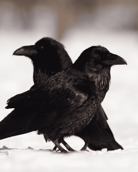 Hugin and Munin, Odin's ravens from Norse mythology, are depicted facing east and west, symbolizing their roles as Thought and Memory.