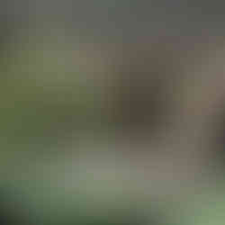 Theresa Emmerich preparing kangaroo skin.