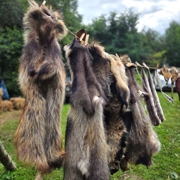 Several animal furs hanging on a clothesline drying outdoors on a cloudy day.