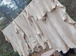 Deer hide tanning process: drying hides outdoors.