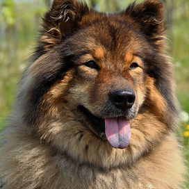 Glad, lodden Euraseir hund.