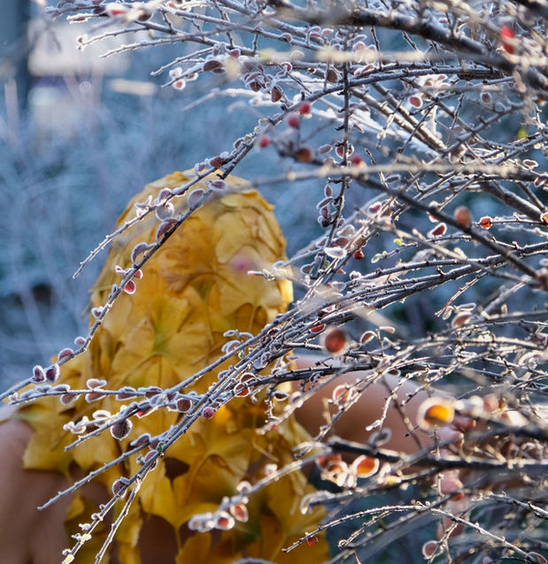 NATURE CONNECTION : EARTHBOUND - Gaby Solly, 2022 (Digital image).
A naked female figure wearing a bright yellow ‘nature-immersion-hood’, sewn out of Gingko leaves and cotton thread, crawls amongst frosty grass and leaves. 
(Photo credit: Shona Kitson)