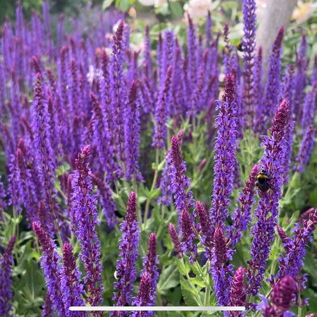 Dose of Beauty | June