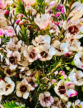 scented wax flower