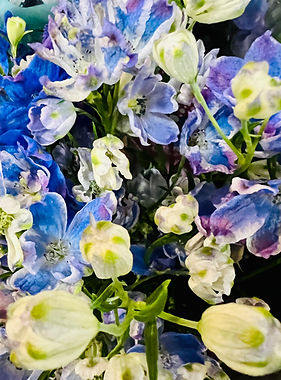 delphinium blue flowers