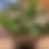 Thumbnail: its a boy flowers