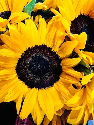 sunflower up close