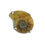 Thumbnail: Ammonite Studs