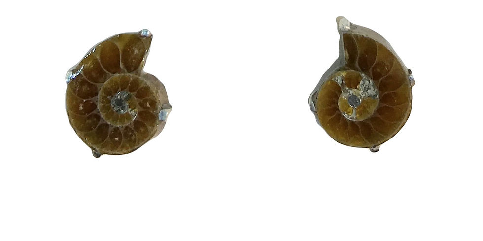 Thumbnail: Ammonite Studs