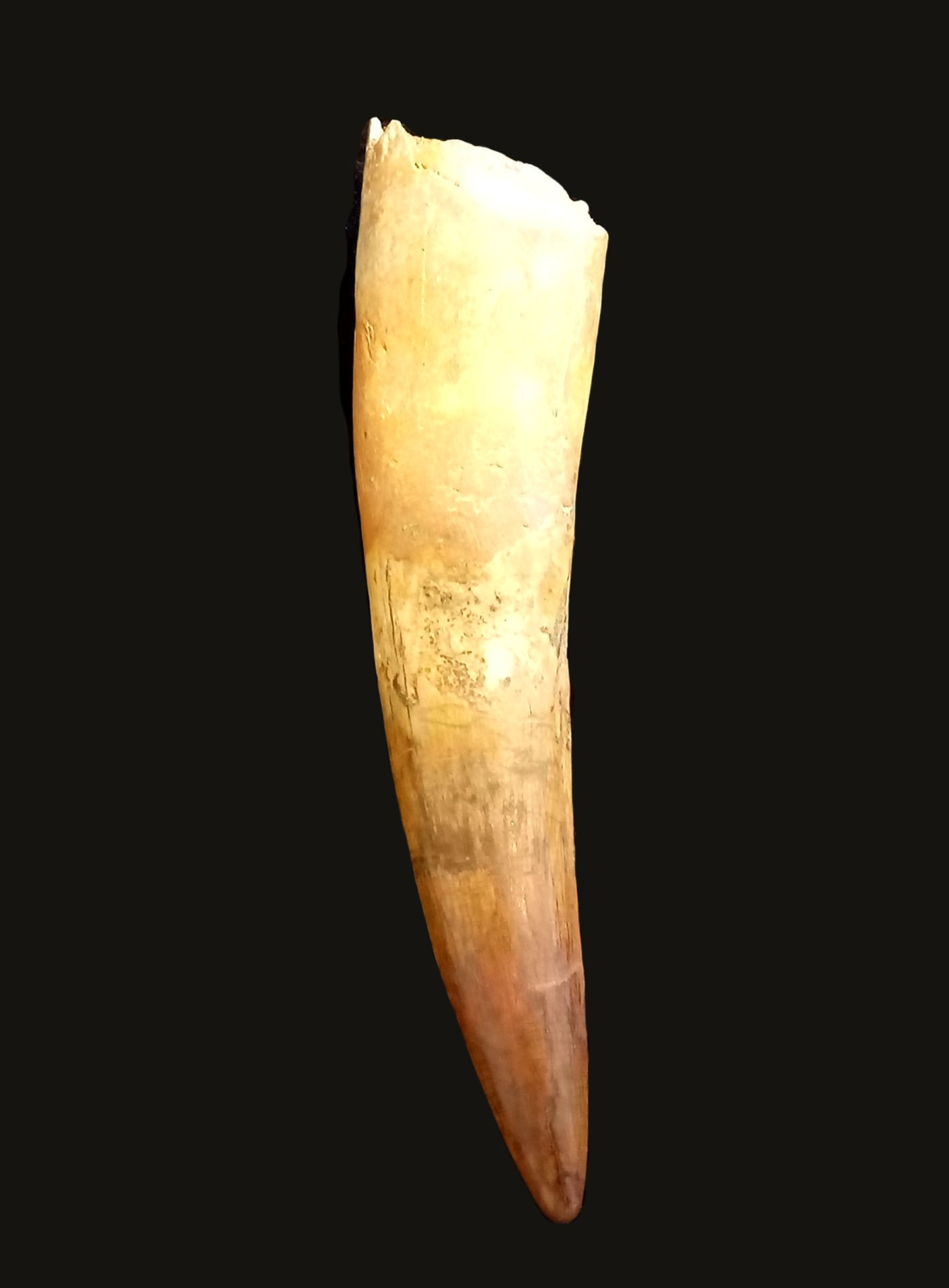 Spinosaurus Tooth