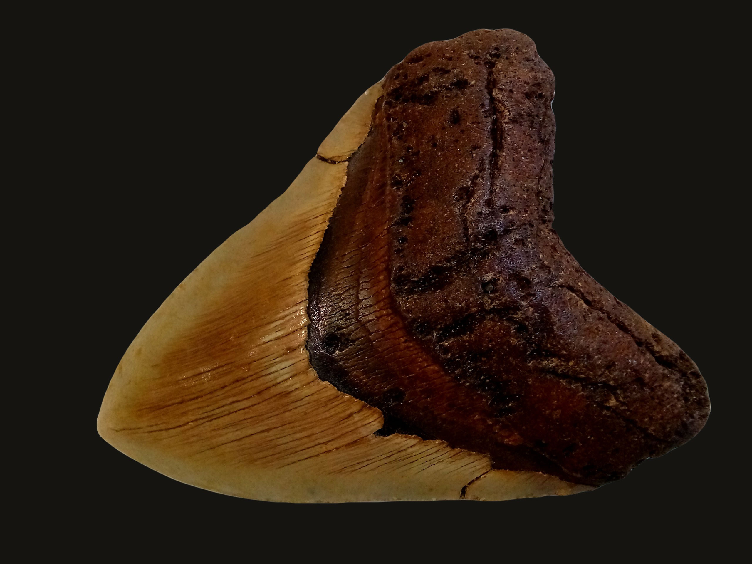 Fossil Megalodon Tooth