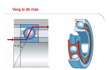Mặt cắt vòng bi đỡ chặn