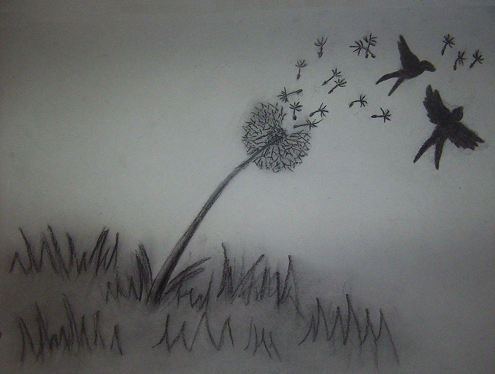 Diente de León a carboncillo.