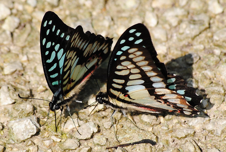 DSC_0242.JPG