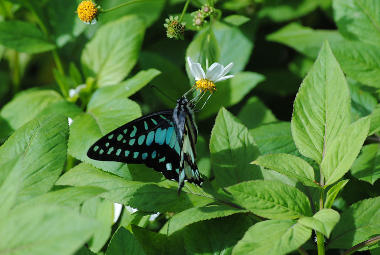 DSC_1091.JPG
