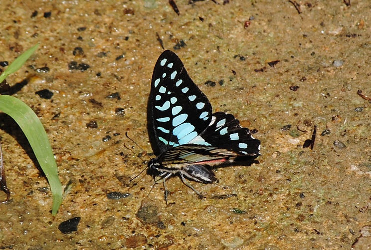 DSC_0217.JPG
