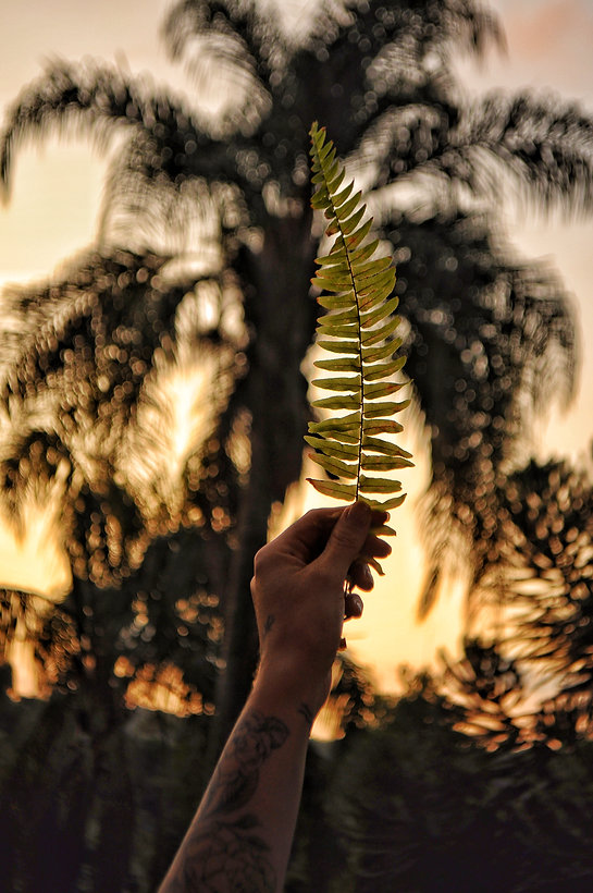 DSC_0532-01.jpeg