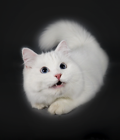 Lumi3.png