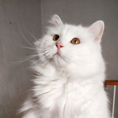 Gato Siberiano blanco con manto de verano, corto