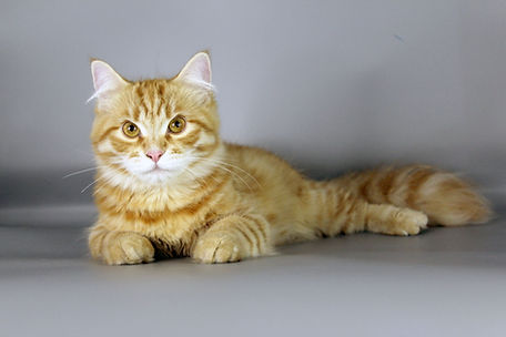 Mantequillo, cachorro de gato Siberiano red tabby sobre un fondo gris