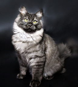 Cronus, cachorro de gato Siberiano black smoke sobre un fondo negro