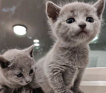 russian blue kittens posing for the camera