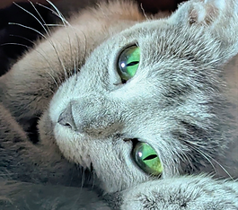 American Russian Blue cat with vibrant green eyes