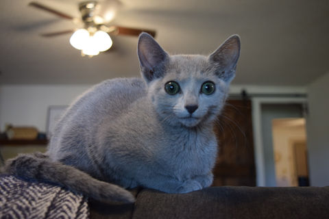Russian Blue Kittens Near Me