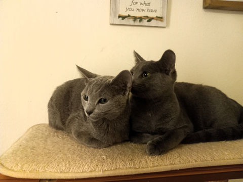 Russian Blue Kittens For Sale Near Me