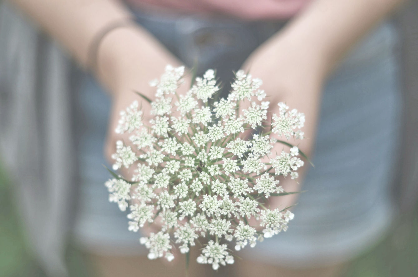 Closeup Of Hands Holding Queen Anne's Lace Wildflower_edited.jpg