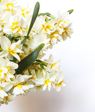Yellow And White Flowers_edited.jpg