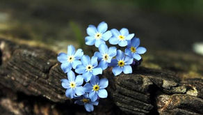 Understanding  and  Cultivating  Hope